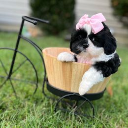 Lt. Blue Collar - Bella - Black and white female Shih Tzu puppy in Mays Landing, New Jersey from Fancy Paws Shorkies & Shih Tzus