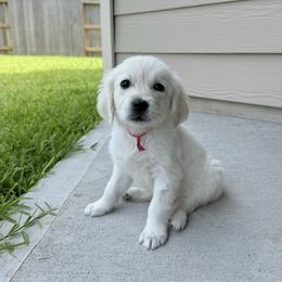 Snow Cone - Light golden female Golden Retriever puppy in Katy, Texas from Tails of Cypress