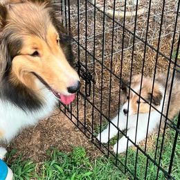 Shetland Sheepdog Puppies from Cheri Spangler's Shetland Sheepdogs