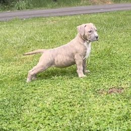 American Pit Bull Terrier Puppies from Floss Dog Kennels