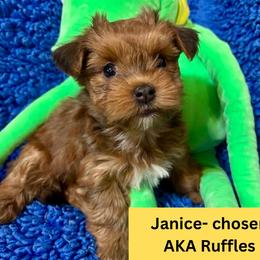 Nurse Janice AKA Ruffles - Red sable female Havanese puppy in Provo, Utah from New Canyon Havanese & Coton Puppies