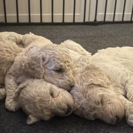 Poodles from Out of This World Poodles