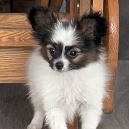 Papillon puppies from Classy Country Papillons