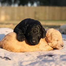 Poodles from Grassy Springs Poodles