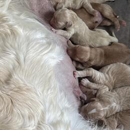 Aussiedoodle and Goldendoodle Puppies from Classic City Doodles