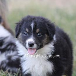 Australian Shepherd Puppies from Knight's Aussies