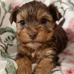 Boy 3 - Chocolate and tan male Yorkshire Terrier puppy in Bolton, Connecticut from Elle Yorkies