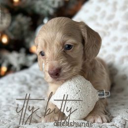 AKC- BUTTERCREAM SILKY-WIRE - Cream male Dachshund puppy in Canton, Texas from Itty Bitty Dachshunds