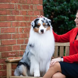 Coda - Australian Shepherd