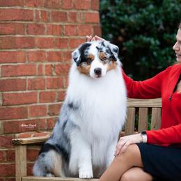 Coda - Australian Shepherd