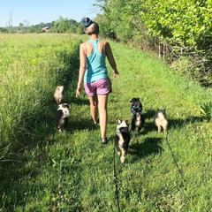 Icelandic Sheepdog Puppies from Kessel Run Icelandic Sheepdogs