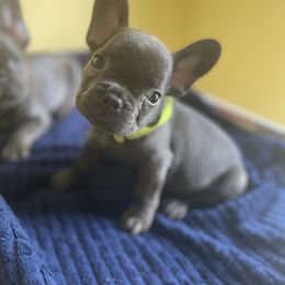 Biggie - French Bulldog puppy in Jonesboro, Georgia from 24kt Frenchies