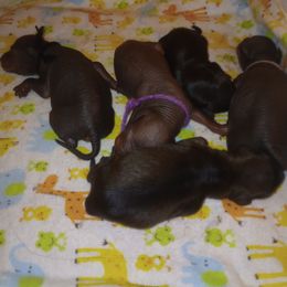 Xoloitzcuintli puppies from Cen Cal Xoloitzcuintle