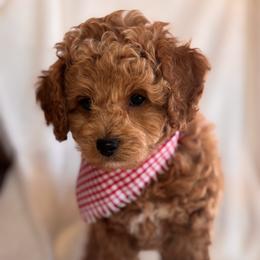 Otto - Red and white male Cockapoo puppy in Saint Cloud, Florida from Lakeside Cockapoos