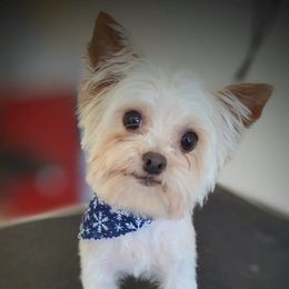 Spanky - Yorkshire Terrier