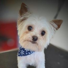 Spanky - Yorkshire Terrier