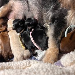 Shih Tzu puppies from NANA’S  QUALITY SHIH TZU'S