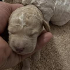 Goldendoodles from Zarrah’s Babies