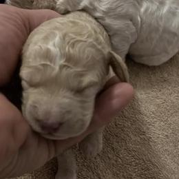 Goldendoodles from Zarrah’s Babies