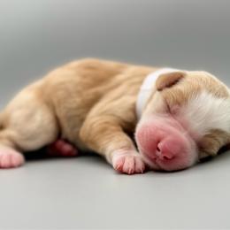 Honey - female Australian Mountain Doodle puppy in Chattanooga, Tennessee from River City Doodles TN