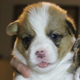 Cooper - Sable male Pembroke Welsh Corgi puppy in Purcellville, Virginia from Rhone River Farm Pembroke Welsh Corgis