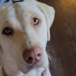 Kaia - Labrador Retriever