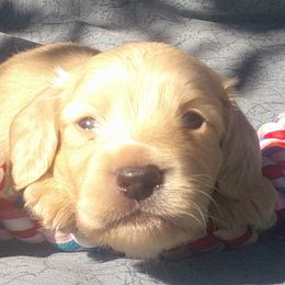 DBs Paul Dessau - Cream male Dachshund puppy in Summerfield, Florida from D & B Ranchette