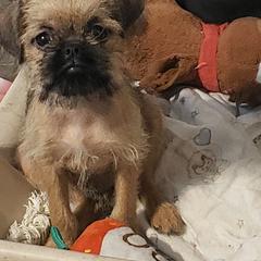 Sunny - Belge female Brussels Griffon puppy in Nc, Florida from Brusseluv2