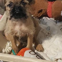Sunny - Belge female Brussels Griffon puppy in Nc, Florida from Brusseluv2