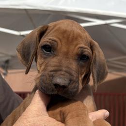 Boy 1 - male Rhodesian Ridgeback puppy in Veguita, New Mexico from TerraCotta Kennels