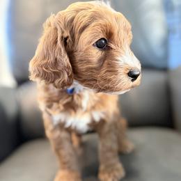 Astro - Apricot male Goldendoodle puppy in Twin Falls, Idaho from Magic Valley Family Doodles