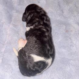Nyx - Parti male Poodle puppy in Meadowbrook, California from Standard Poodle Pups