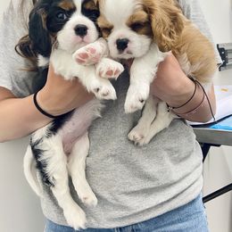 Cavalier King Charles Spaniel Puppies from Parks Cavaliers
