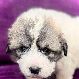 Girl 2 Purple collar NAVEAH - White and badger female Great Pyrenees puppy in Fair Grove, Missouri from Allen Wags & Woolies