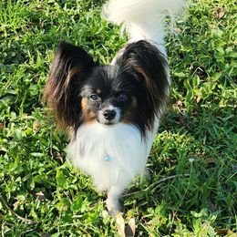 Charlie - Papillon