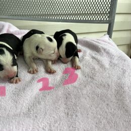 Border Collie Puppies from Megan Stewart