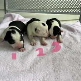 Border Collie Puppies from Megan Stewart