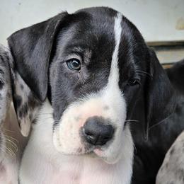 Stripe - Mantle male Great Dane puppy in Castle Rock, Washington from Uber Alles Great Danes