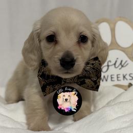 Woody - Cream male Dachshund puppy in Dothan, Alabama from Little House Pups