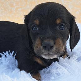 2500..lucy - Black and tan female Dachshund puppy in Winter Haven, Florida from Gateway 2 Little Paws