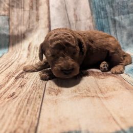 Jack - Red  male Poodle puppy in New Berlin, New York from Morningstar Poodles