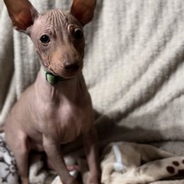 Charm - Green Girl - American Hairless Terrier puppy from Royal Flush Kennels