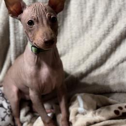 Charm - Green Girl - American Hairless Terrier puppy from Royal Flush Kennels