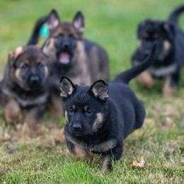 German Shepherd puppies from Di Massimo Canile