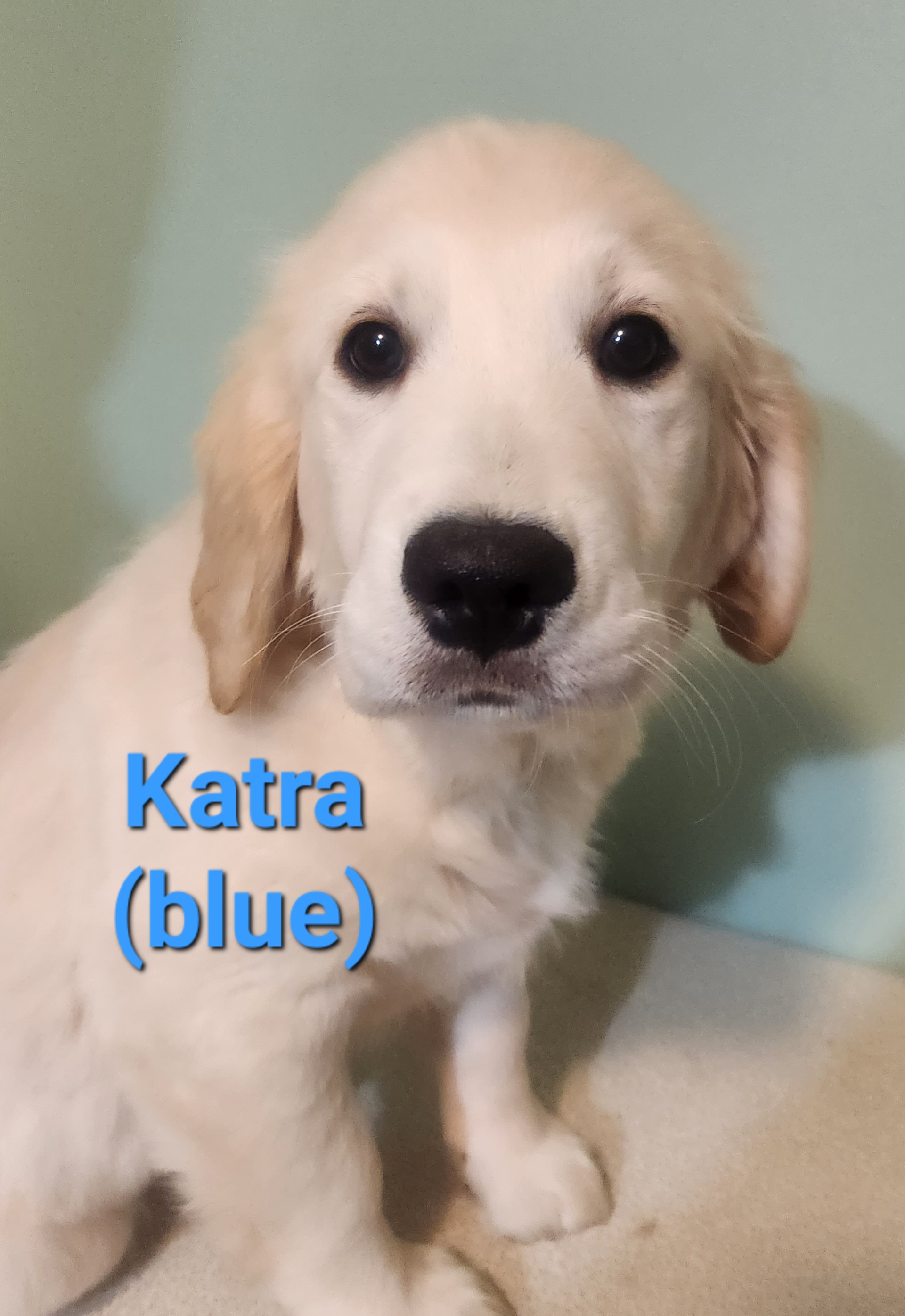 Golden Retriever Puppies from Halo Kennels