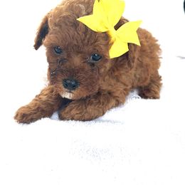 Jessie - Red  female Goldendoodle puppy in Mint Hill, North Carolina from DoodleForever