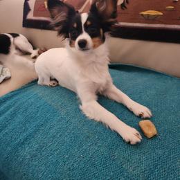 Papillon Puppies from Leslie's Papillons