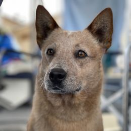 Brick - Australian Cattle Dog