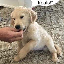 Golden Retriever Puppies from Ginn’s Golden Retrievers