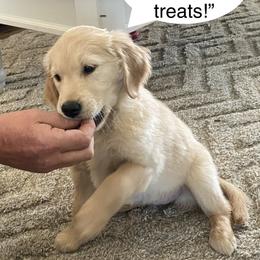 Golden Retriever Puppies from Ginn’s Golden Retrievers